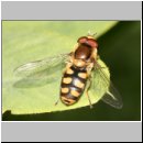 Eupeodes luniger - Mondfleck-Feldschwebfliege m03.jpg